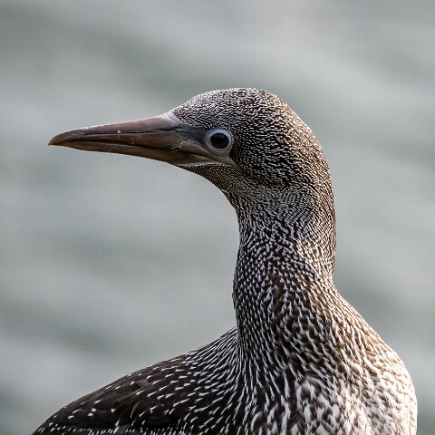 Gannet-17