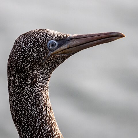 Gannet-18