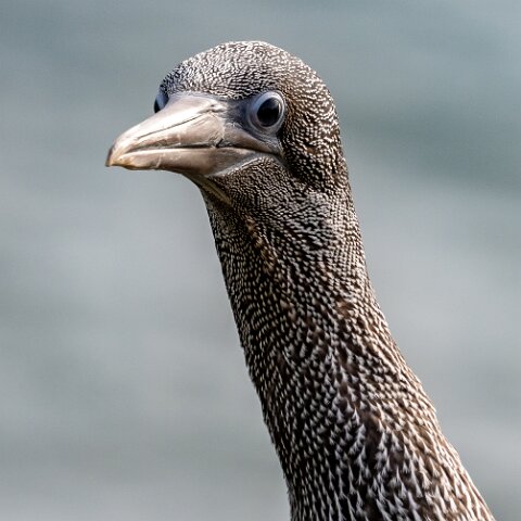Gannet-2