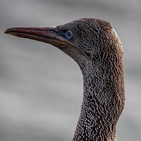 Gannet-3