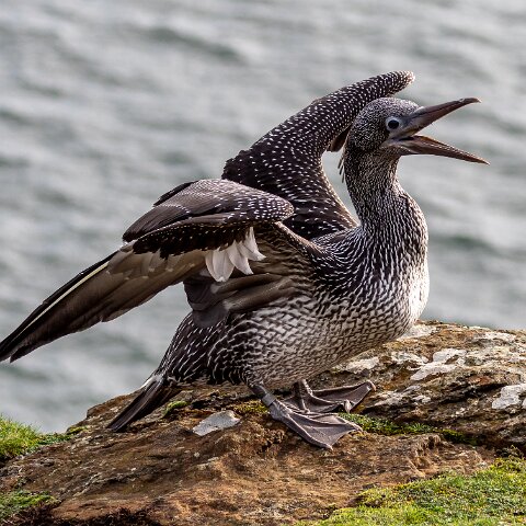 Gannet-5