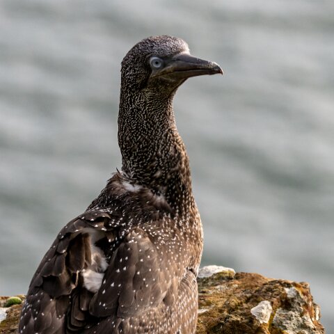Gannet-8