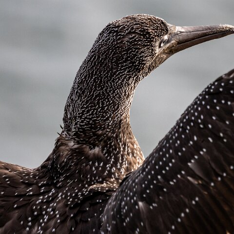 Gannet-9
