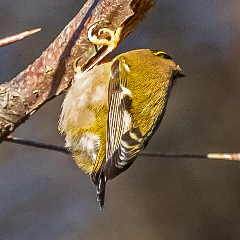 Gold-Crest-1