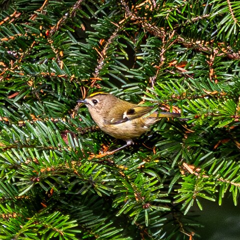 Gold-Crest-4