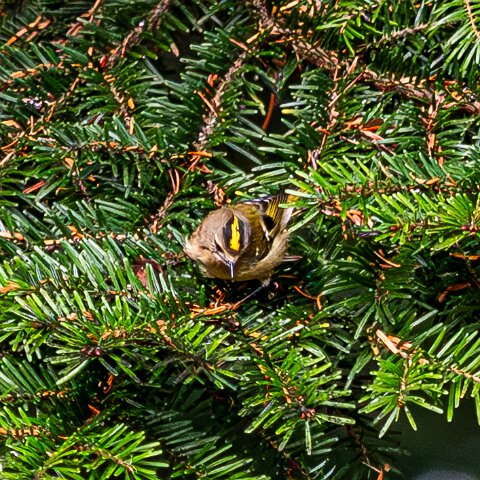 Gold-Crest-5