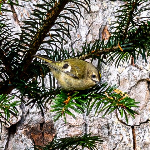 Gold-Crest-7