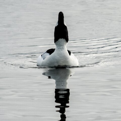 Goldeneye-1