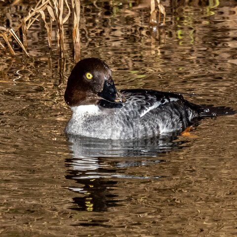 Goldeneye-10