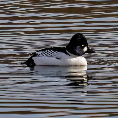 Goldeneye-11