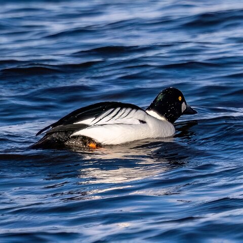 Goldeneye-12