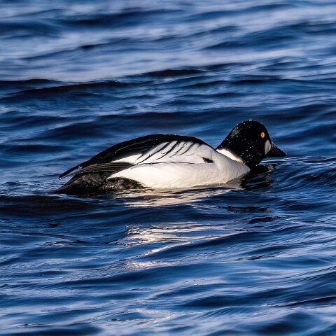 Goldeneye-13