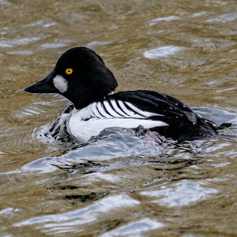 Goldeneye-14