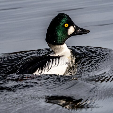 Goldeneye-16