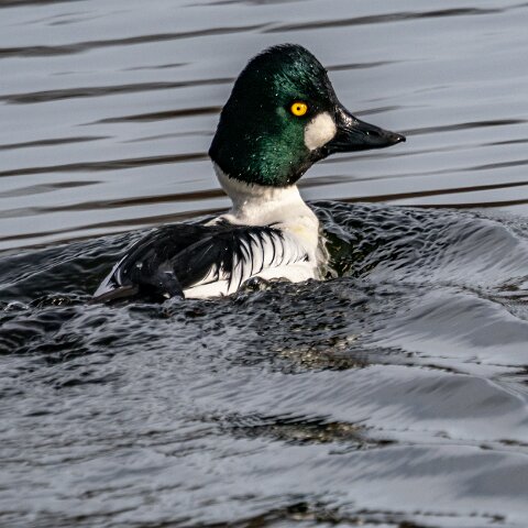 Goldeneye-17