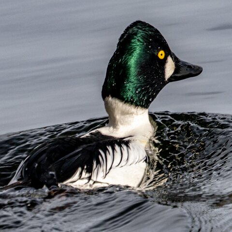 Goldeneye-18