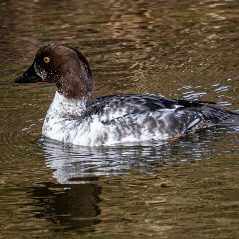 Goldeneye-19