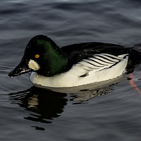 Goldeneye-2