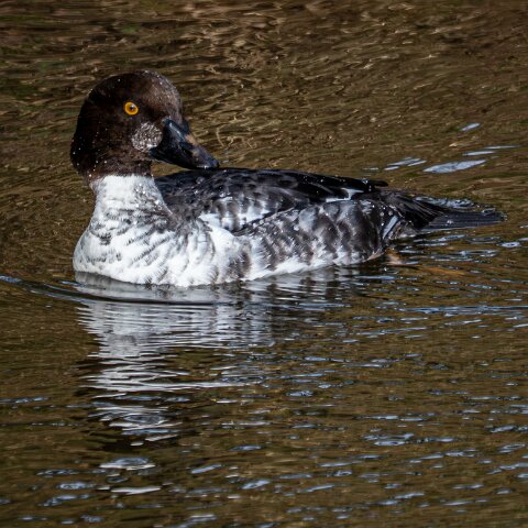 Goldeneye-20
