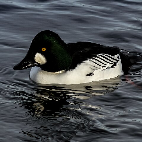 Goldeneye-3