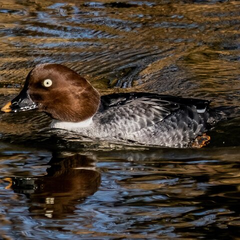 Goldeneye-6