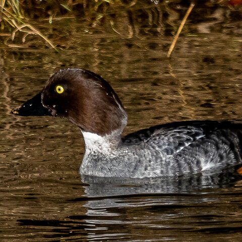 Goldeneye-8