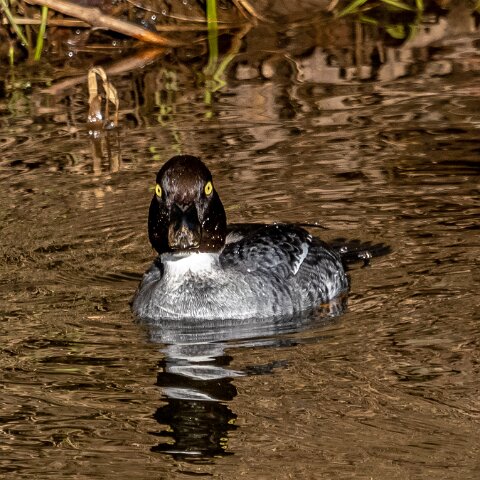 Goldeneye-9