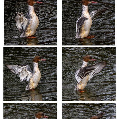 Goosander-1