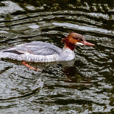 Goosander-10