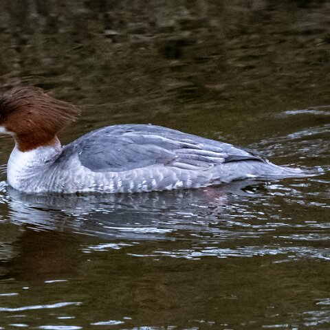 Goosander-13