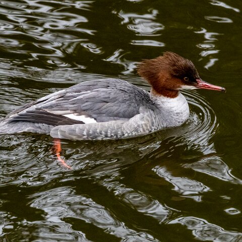 Goosander-16