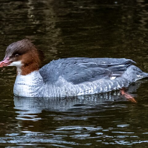 Goosander-17