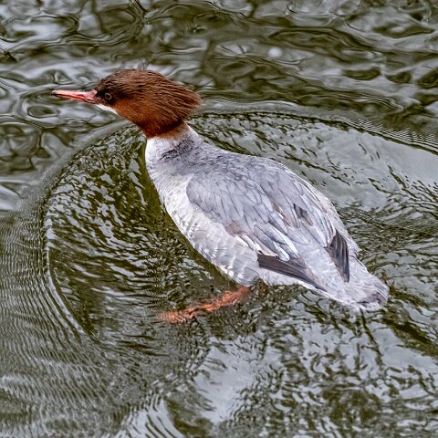 Goosander-18