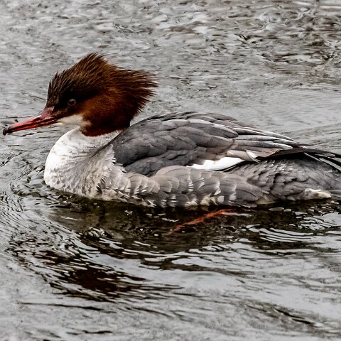 Goosander-19