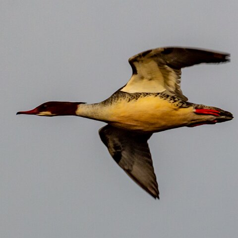 Goosander-2