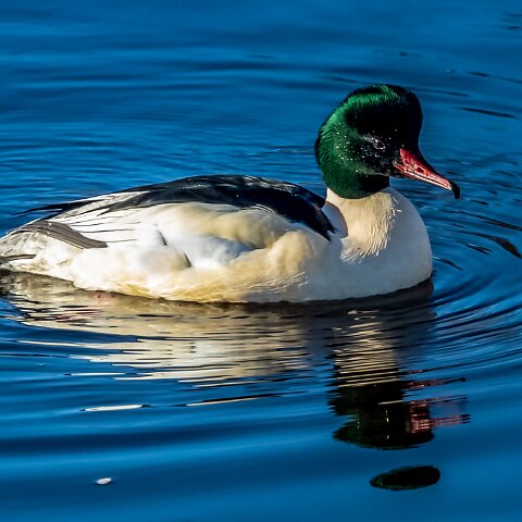 Goosander-20