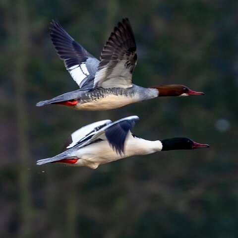 Goosander-3