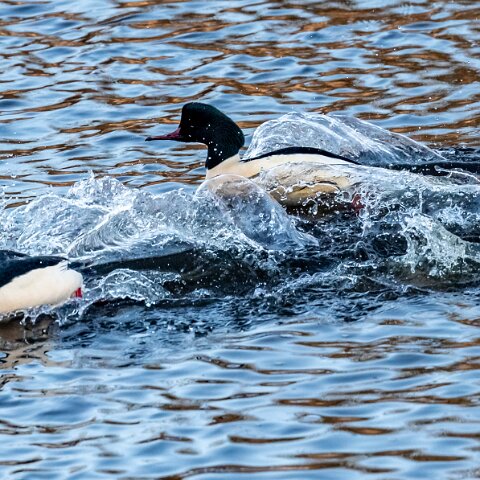Goosander-4