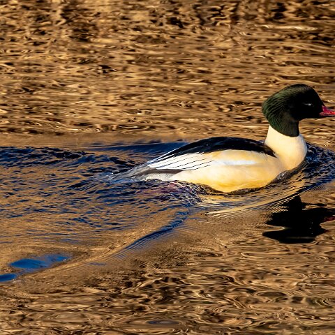 Goosander-5