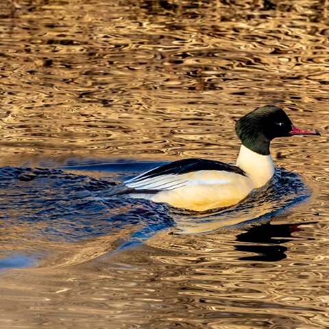 Goosander-6