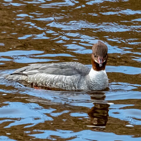 Goosander-7