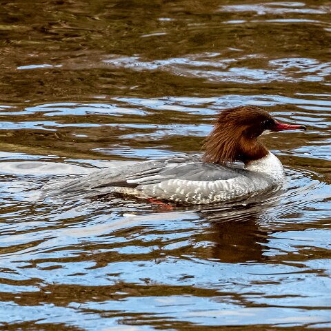 Goosander-8
