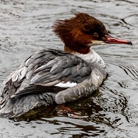 Goosander-9