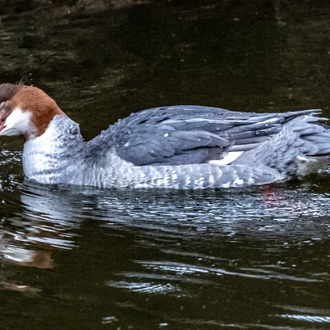 Goosander-15