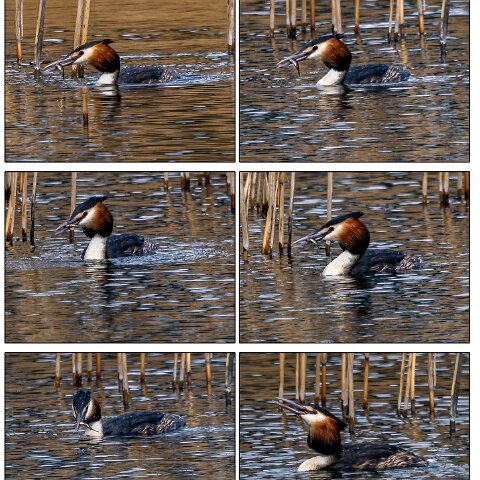 Great-Crested-Grebe-1