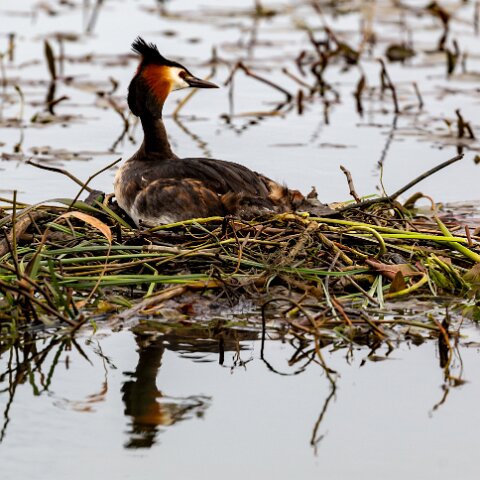 Great-Crested-Grebe-10