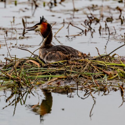 Great-Crested-Grebe-11