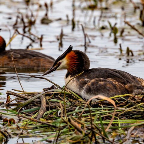 Great-Crested-Grebe-12