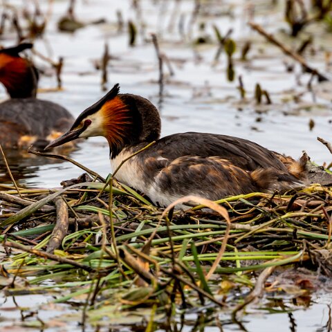 Great-Crested-Grebe-13