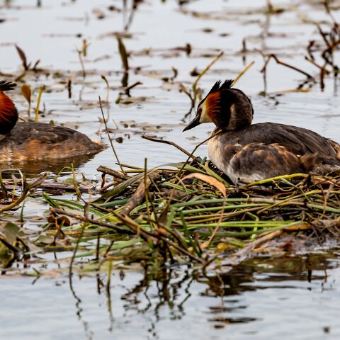 Great-Crested-Grebe-14